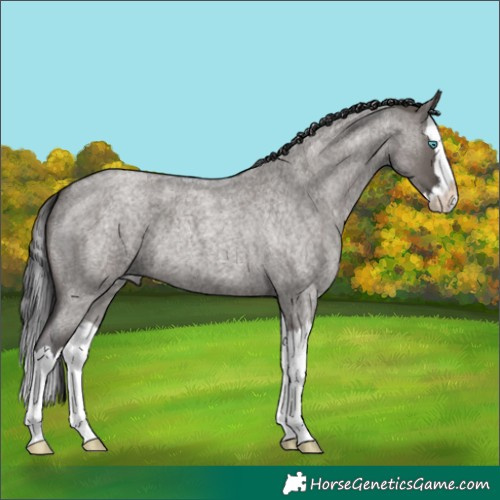 Horse Color:Smoky Grullo Roan Splash