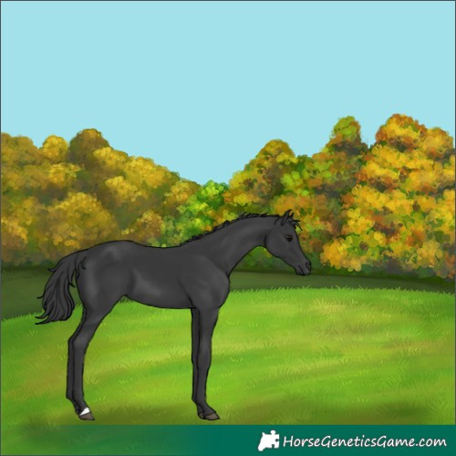 Horse Color:Black 