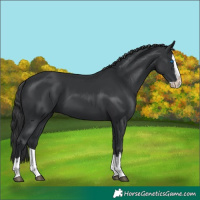 Horse Color:Black Splash