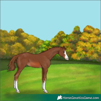 Horse Color:White Spotted Chestnut 