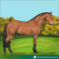 Horse Color:Bay 