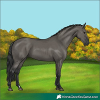 Horse Color:Grullo 