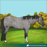 Horse Color:Grullo Roan Tobiano