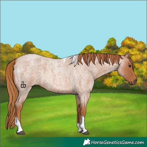 Horse Color:Red Roan Tobiano 