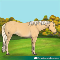 Horse Color:Palomino 