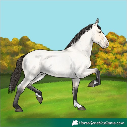 Horse Color:Buckskin Roan Dun Splash 
