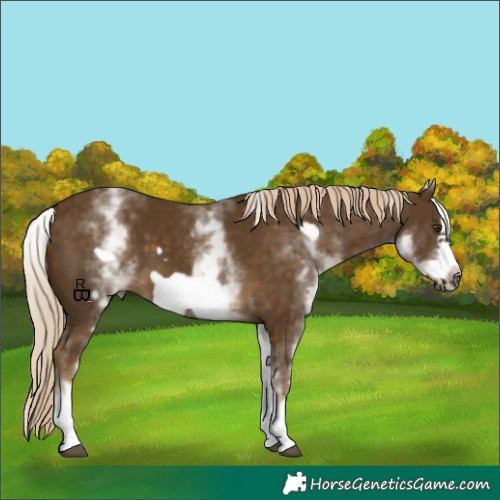 Horse Color:White Spotted Chocolate Palomino Frame