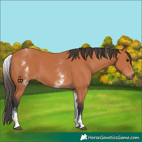 Horse Color:White Spotted Bay 