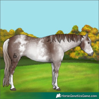 Horse Color:Gray White Spotted Chestnut