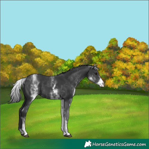 Horse Color:White Spotted Black
