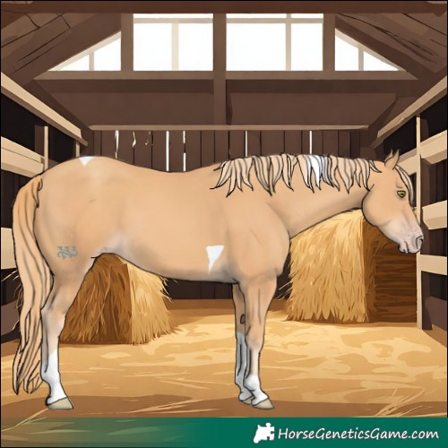 Horse Color:Gold Champagne Tobiano