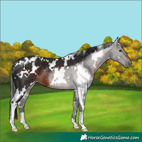 Horse Color:White Spotted Brown 