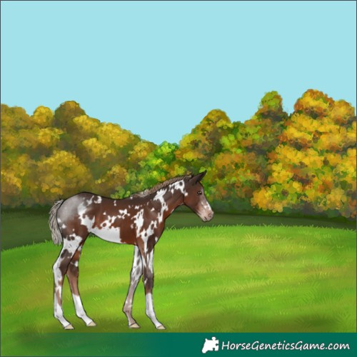 Horse Color:White Spotted Liver Chestnut