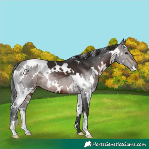 Horse Color:White Spotted Brown