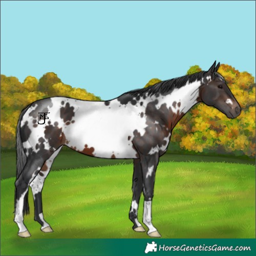 Horse Color:White Spotted Brown 