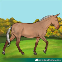 Horse Color:Silver Bay Dun