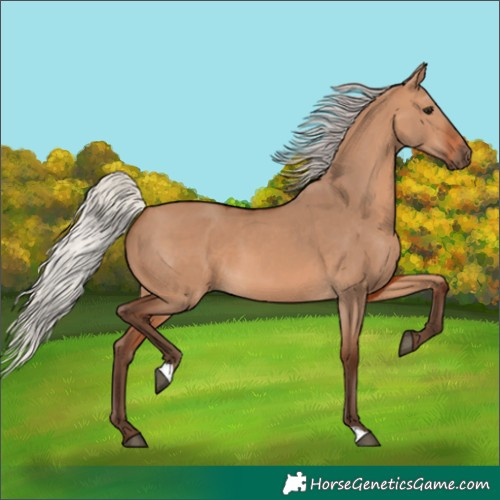 Horse Color:Silver Bay Dun