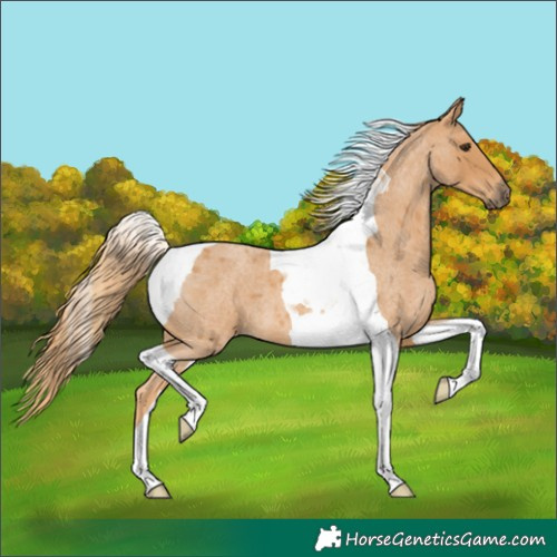 Horse Color:Red Roan Tobiano