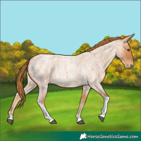 Horse Color:Red Roan Tobiano