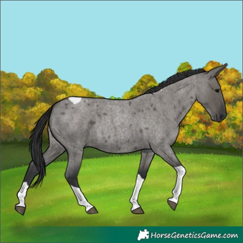 Horse Color:Grullo Roan Tobiano 