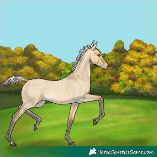 Horse Color:Silver Buckskin Roan Dun