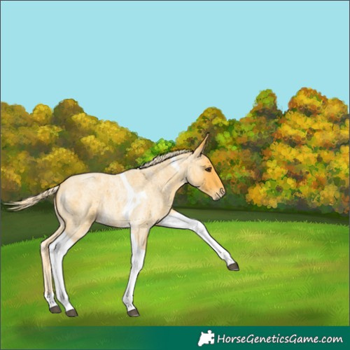 Horse Color:Palomino Roan Tobiano