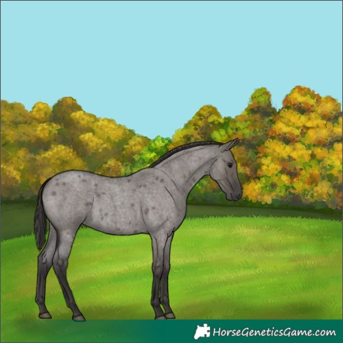 Horse Color:Smoky Grullo Roan