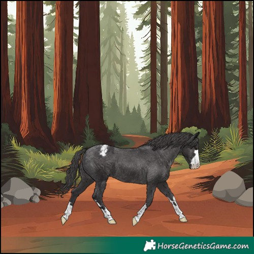Horse Color:Unknown 