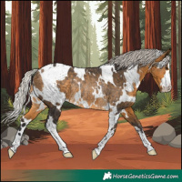 Horse Color:Unknown 