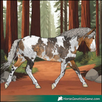 Horse Color:Unknown 