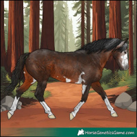 Horse Color:Gray Bay 