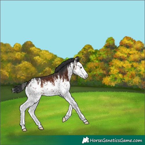 Horse Color:White Spotted Brown Splash 