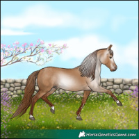 Horse Color:Gray Red Dun 