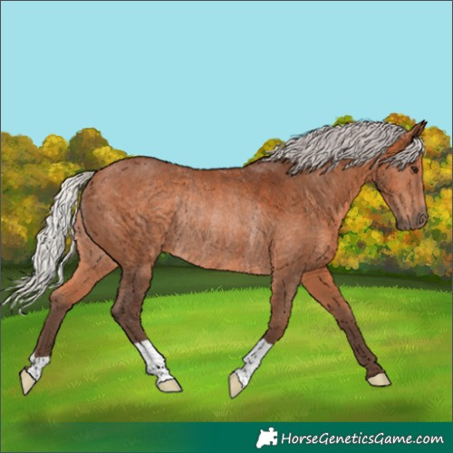 Horse Color:Silver Bay Rabicano 