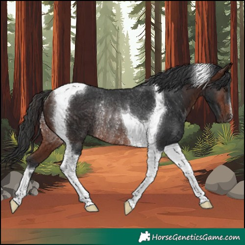 Horse Color:Brown Tobiano Rabicano