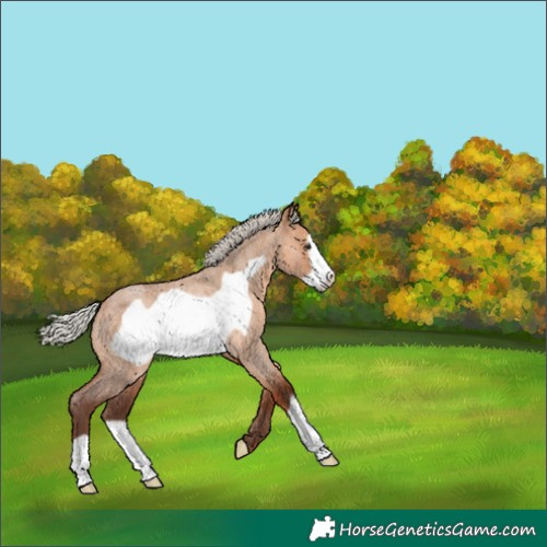 Horse Color:Silver Bay Roan Dun Frame Rabicano 