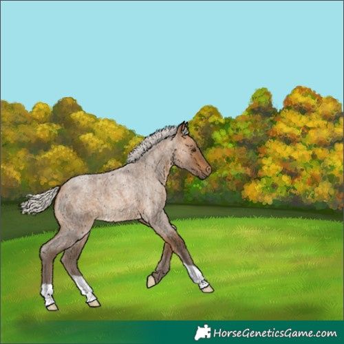 Horse Color:Unknown 