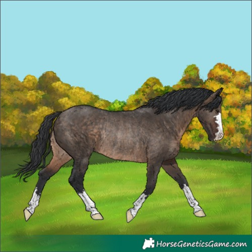 Horse Color:Brown Dun Rabicano 