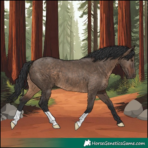 Horse Color:Unknown 