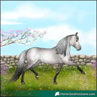 Horse Color:Gray Grullo