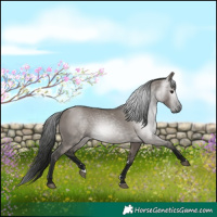 Horse Color:Gray Grullo