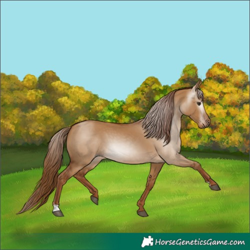 Horse Color:Gray Red Dun