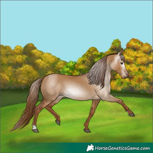 Horse Color:Gray Red Dun