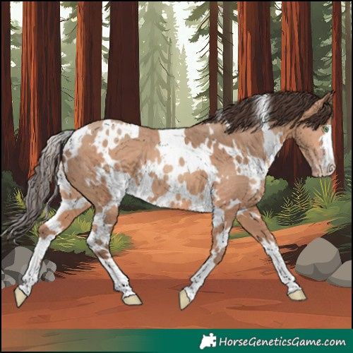Horse Color:White Spotted Amber Champagne 