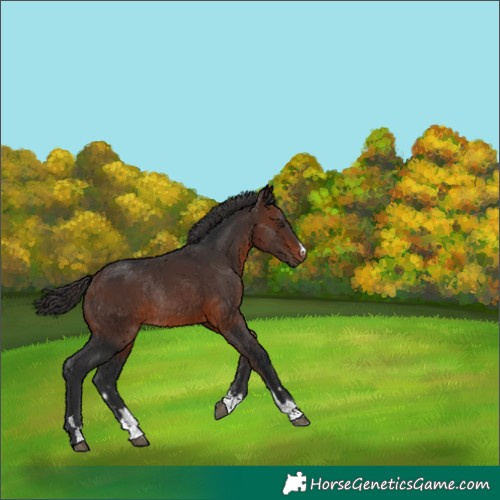 Horse Color:Brown Rabicano 