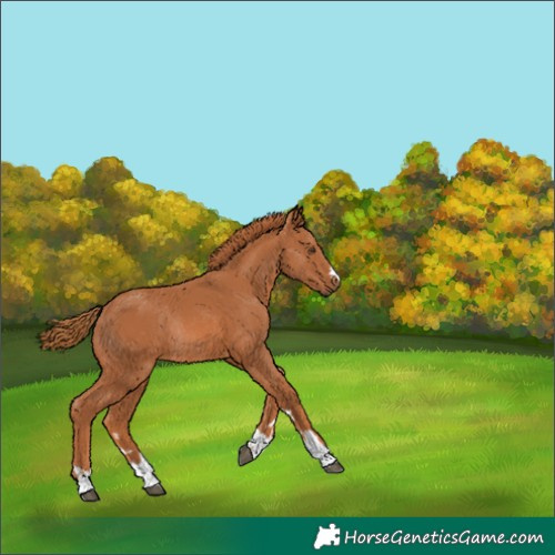 Horse Color:Chestnut Rabicano 