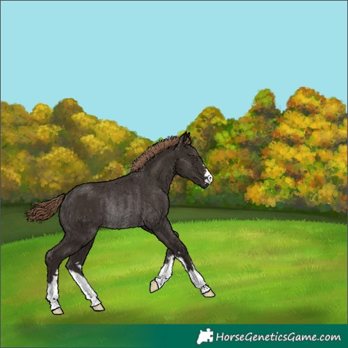 Horse Color:Liver Chestnut Rabicano 