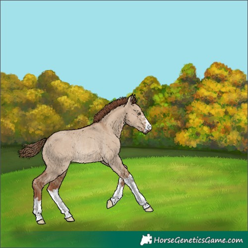 Horse Color:Red Dun Rabicano 