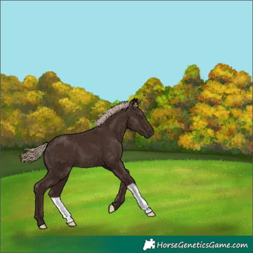 Horse Color:Liver Chestnut 