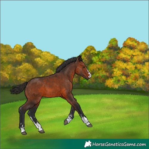 Horse Color:Brown 